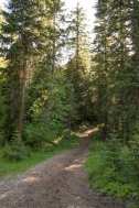 Trail