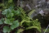 Flora