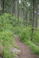 Trail